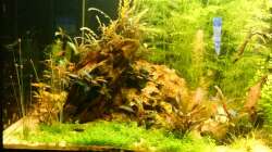 Kubaperlkraut, Hygrophila pinnatifida, Cryptocoryne wendtii flamingo
