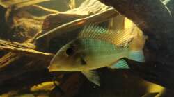 Aquarium Südamerika Pfütze