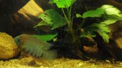 Aquarium Südamerika Pfütze