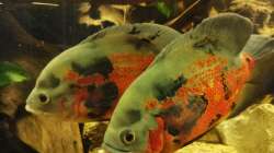 Aquarium Südamerika Pfütze