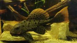 Aquarium Südamerika Pfütze