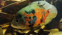 Aquarium Südamerika Pfütze