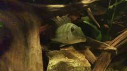 Aquarium Südamerika Pfütze