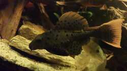 Aquarium Südamerika Pfütze