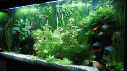 Aquarium am 03.01.2007