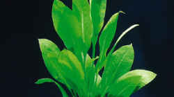 Echinodorus bleheri (Schwertpflanze)