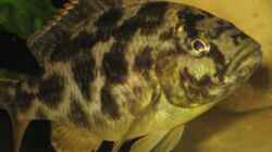 Ein andere Nimbochromis Weibchen
