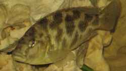 Ein Nimbochromis Weibchen