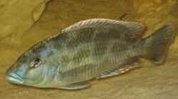 Der Nimbochromis Mann