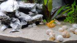 Besatz im Aquarium Tanganjika-Becken