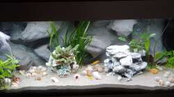 Besatz im Aquarium Tanganjika-Becken