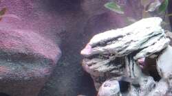 Aquarium Tanganjika-Becken