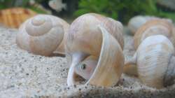 kaum eingezogen - schon ein Schneckenhaus ausgesucht