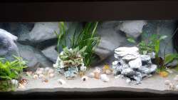 Besatz im Aquarium Tanganjika-Becken