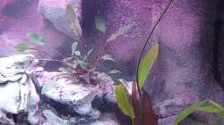 Aquarium Tanganjika-Becken