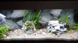 Besatz im Aquarium Tanganjika-Becken