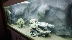 Aquarium Tanganjika-Becken