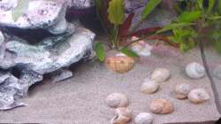 Aquarium Tanganjika-Becken