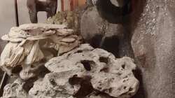 Dekoration im Aquarium Tanganjika-Becken