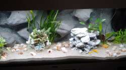 Besatz im Aquarium Tanganjika-Becken