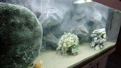 Aquarium Tanganjika-Becken