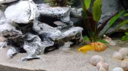 Besatz im Aquarium Tanganjika-Becken