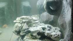 Aquarium Tanganjika-Becken