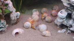 Aquarium Tanganjika-Becken