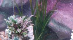 Aquarium Tanganjika-Becken