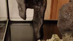 Dekoration im Aquarium Tanganjika-Becken