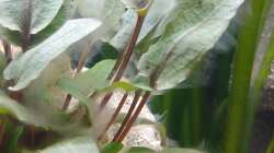 Pflanzen im Aquarium Tanganjika-Becken