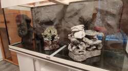 Dekoration im Aquarium Tanganjika-Becken