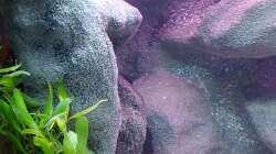 Pflanzen im Aquarium Tanganjika-Becken