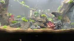 Dekoration im Aquarium Raumtrenner