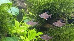 Besatz im Aquarium Raumtrenner