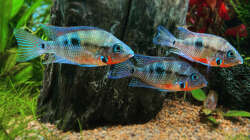 Besatz im Aquarium Raumtrenner