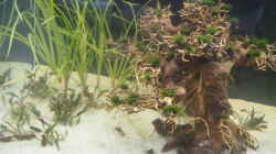 Pflanzen im Aquarium Esszimmerbecken