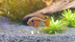 Macmasteri Männchen