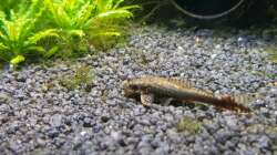 Otocinclus affinis negro