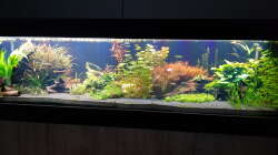 Pflanzen im Aquarium Gesellschaftsbecken