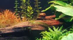 Besatz im Aquarium Gesellschaftsbecken