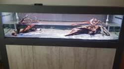 Dekoration im Aquarium Gesellschaftsbecken