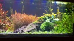 Neugestaltung 3/3 -  rechte Seite apistogramma macmasteri