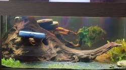 neue Wurzel eingesetzt 