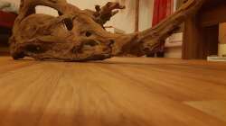 neue Wurzel 100x40x40