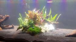 Aqurienmitte gestaltet mit Lochsteinen, Wurzel und Pflanzen