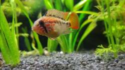 Besatz im Aquarium Gesellschaftsbecken