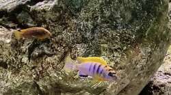 Besatz im Aquarium Fishbowl