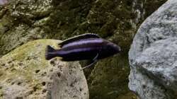 Besatz im Aquarium Fishbowl