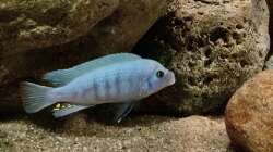 Metriaclima estherae blue